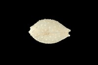 藏品(疙瘩寶螺)的圖片